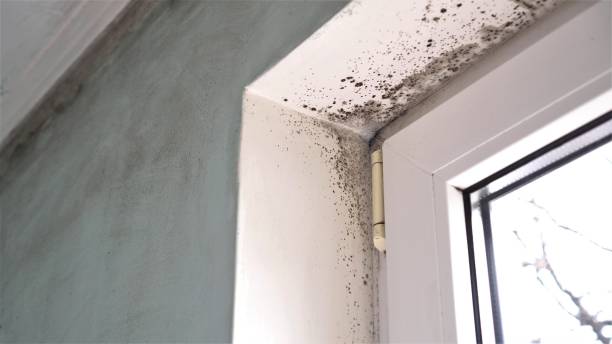 Best Basement Mold Removal  in Dakota Dunes, SD