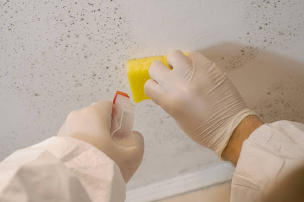Best Black Mold Removal  in Dakota Dunes, SD