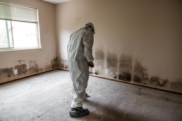 Best Environmental Consulting for Mold Prevention  in Dakota Dunes, SD